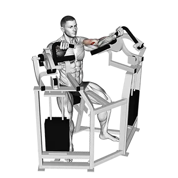 Lever Bicep Curl - Exclusive get you ultimate Strength for Biceps from X health blend   Animated Exercise  Library