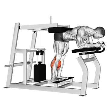 Lever Donkey Calf Raise - Exclusive get you ultimate Strength for Calves from X health blend   Animated Exercise  Library