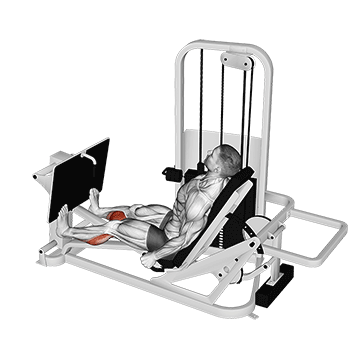 Lever Seated Calf Press - Exclusive get you ultimate Strength for Calves from X health blend   Animated Exercise  Library