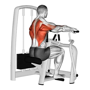 Lever Seated Row - Exclusive get you ultimate Strength for Latissimus Dorsi from X health blend   Animated Exercise  Library