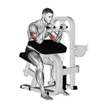 Lever Triceps Extension - Exclusive get you ultimate Strength for Triceps from X health blend   Animated Exercise  Library