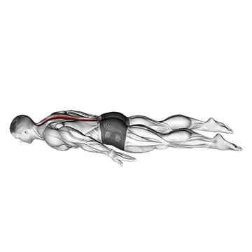 Lower Back Curl - Exclusive get you ultimate Strength for Erector Spinae from X health blend   Animated Exercise  Library
