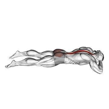 Lying Floor Hyperextension - Exclusive get you ultimate Strength for Erector Spinae from X health blend   Animated Exercise  Library
