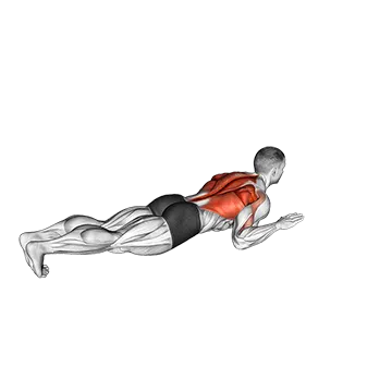 Lying Lat Pulldown - Exclusive get you ultimate Strength for Latissimus Dorsi from X health blend   Animated Exercise  Library