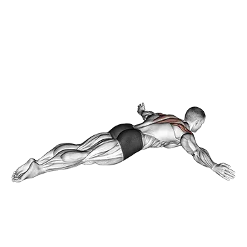 Lying Rear Lateral Raise - Exclusive get you ultimate Strength for Deltoids from X health blend   Animated Exercise  Library