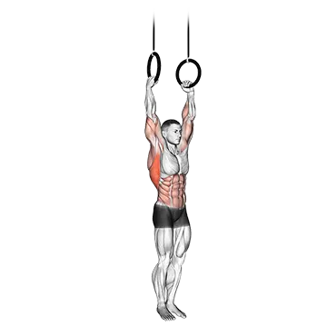 Muscle Up