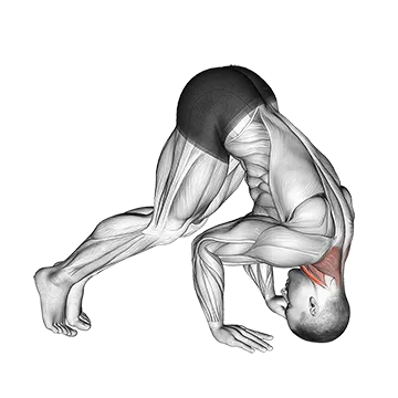 Neck Bridge Prone - Exclusive get you ultimate Stretching