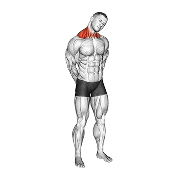 Neck Circle Stretch - Exclusive get you ultimate Stretching
