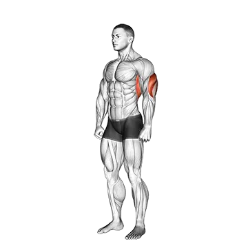Overhead Triceps Stretch - Exclusive get you ultimate Stretching