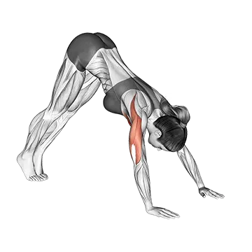 Pike Push Up