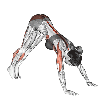 Pike to Cobra - Exclusive get you ultimate Strength for Rectus Abdominis