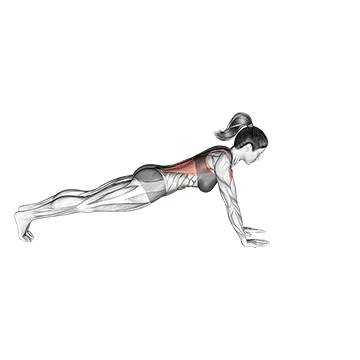 Plank Arm Lifts - Exclusive get you ultimate Strength for Rectus Abdominis