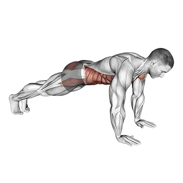 Plank on Hands - Exclusive get you ultimate Strength for Rectus Abdominis from X health blend   Animated Exercise  Library
