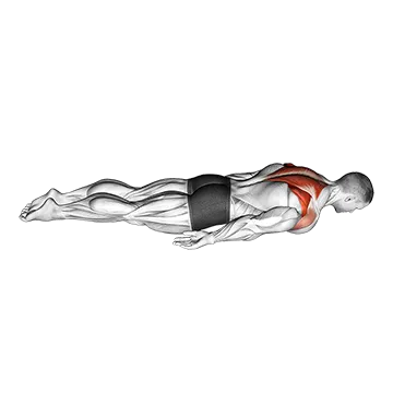 Pulse Row - Exclusive get you ultimate Strength for Latissimus Dorsi from X health blend   Animated Exercise  Library
