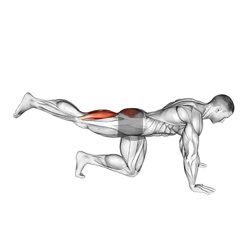 Quadruped Leg Curl - Exclusive get you ultimate Strength for Hamstrings from X health blend   Animated Exercise  Library