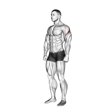 Rear Deltoid Stretch - Exclusive get you ultimate Stretching for Rear Deltoids from X health blend   Animated Exercise  Library