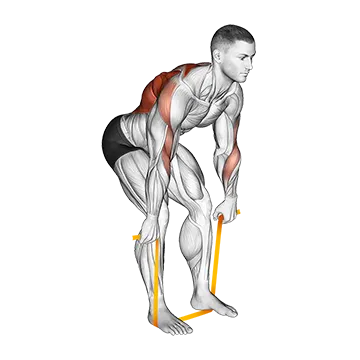 Resistance Band Bent Over Row - Exclusive get you ultimate Strength for Back from X health blend   Animated Exercise  Library