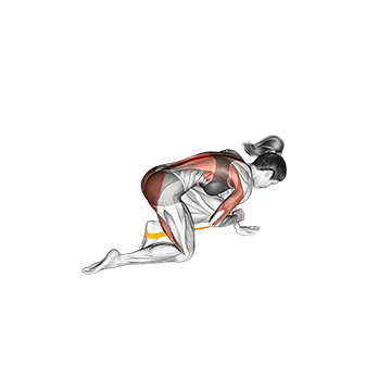 Resistance Band Bird Dog - Exclusive get you ultimate Strength for Transverse Abdominis from X health blend   Animated Exercise  Library
