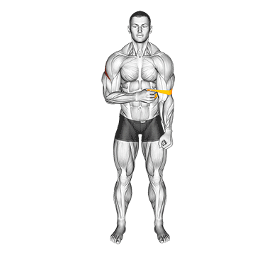 Resistance Band External Rotation - Exclusive get you ultimate Strength for Rotator Cuff from X health blend   Animated Exercise  Library