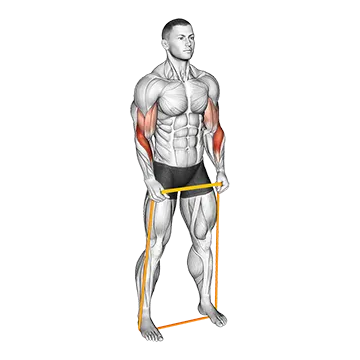 Resistance Band Hammer Curl - Exclusive get you ultimate Strength for Biceps from X health blend   Animated Exercise  Library