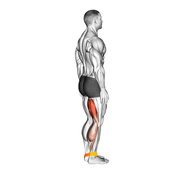 Resistance Band Leg Curl - Exclusive get you ultimate Strength for Hamstrings from X health blend   Animated Exercise  Library