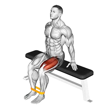 Resistance Band Leg Extension - Exclusive get you ultimate Strength for Quadriceps from X health blend   Animated Exercise  Library