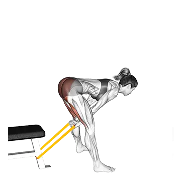 Resistance Band Pull Through - Exclusive get you ultimate Strength for Glutes from X health blend   Animated Exercise  Library