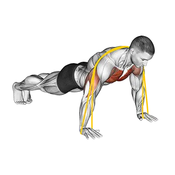 Resistance Band Push Up - Exclusive get you ultimate Strength for Chest from X health blend   Animated Exercise  Library