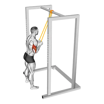 Resistance Band Triceps Pushdown - Exclusive get you ultimate Strength for Triceps from X health blend   Animated Exercise  Library