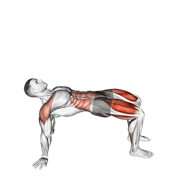 Reverse Plank with Leg Lift - Exclusive get you ultimate Strength for Rectus Abdominis from X health blend   Animated Exercise  Library