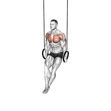 Ring Dips - Exclusive get you ultimate Strength for Triceps from X health blend   Animated Exercise  Library