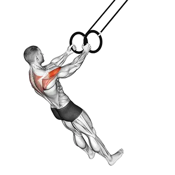 Ring Reverse Fly