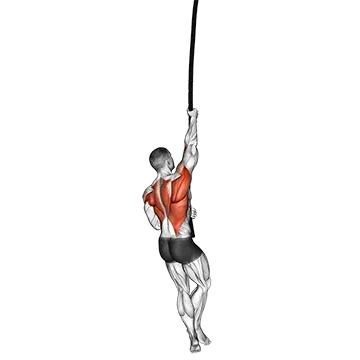 Rope Climb - Exclusive get you ultimate Strength for Arms