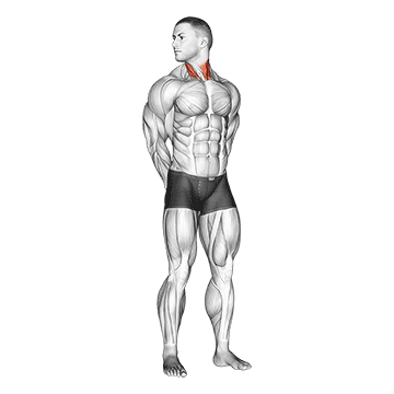 Rotating Neck Stretch - Exclusive get you ultimate Stretching for Neck from X health blend   Animated Exercise  Library