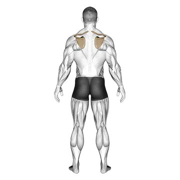 Scapula Elevation Depression
