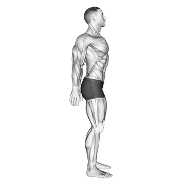 Scapula Retraction Protraction - Exclusive get you ultimate Strength for Scapular Muscles from X health blend   Animated Exercise  Library