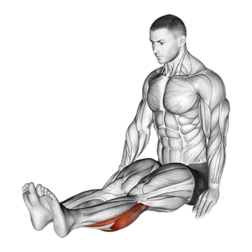 Seated Calf Stretch - Exclusive get you ultimate Stretching for Gastrocnemius from X health blend   Animated Exercise  Library