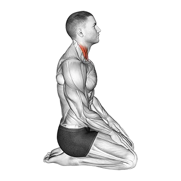 Seated Chin Tuck - Exclusive get you ultimate Stretching for Suboccipitals from X health blend   Animated Exercise  Library