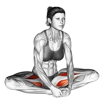 Seated Groin Stretch