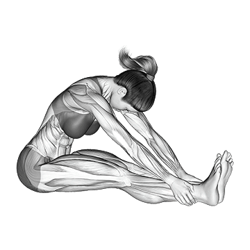 Seated Knee Flexor Stretch - Exclusive get you ultimate Stretching for Hamstrings from X health blend   Animated Exercise  Library