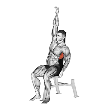 Seated Lower Back Stretch - Exclusive get you ultimate Stretching for Erector Spinae from X health blend   Animated Exercise  Library