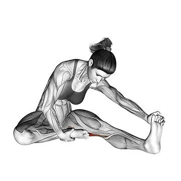 Seated Single Leg Hamstring Stretch - Exclusive get you ultimate Stretching for Hamstrings from X health blend   Animated Exercise  Library