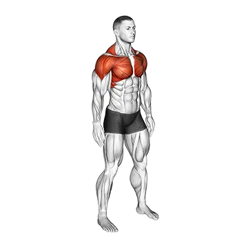 Shoulder Circle - Exclusive get you ultimate Stretching for Deltoids from X health blend   Animated Exercise  Library