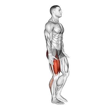 Single Leg Heel Touch Squat - Exclusive get you ultimate Strength for Quadriceps from X health blend   Animated Exercise  Library