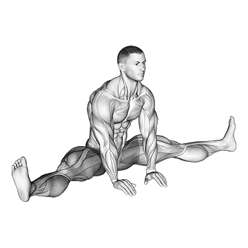 Sitting Wide Leg Adductor Stretch - Exclusive get you ultimate Stretching for Adductors from X health blend   Animated Exercise  Library