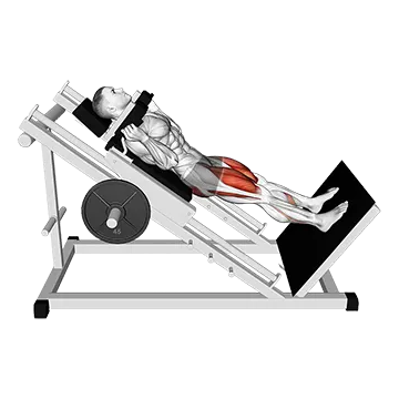 Sled Hack Squat - Exclusive get you ultimate Strength for Quadriceps from X health blend   Animated Exercise  Library