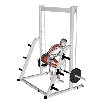Smith Deadlift - Exclusive get you ultimate Strength for Erector Spinae from X health blend   Animated Exercise  Library