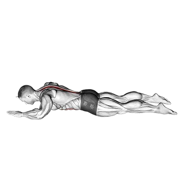Sphinx - Exclusive get you ultimate Stretching for Erector Spinae from X health blend   Animated Exercise  Library