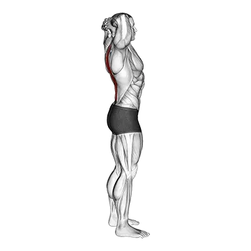 Spine Backbend Stretch - Exclusive get you ultimate Stretching for Erector Spinae from X health blend   Animated Exercise  Library