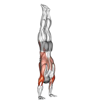 Stalder Press - Exclusive get you ultimate Strength for Quadriceps